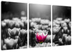 Nahaufnahme zweifarbige Tulpen B&W Detail Leinwanbild 3Teilig