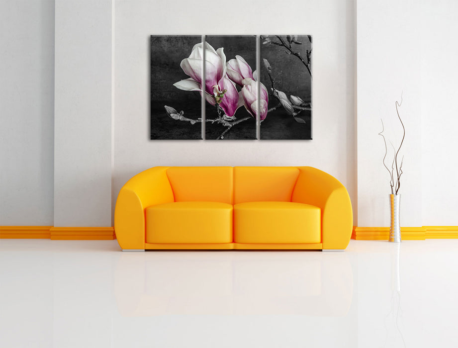 Aufblühende Magnolie isoliert B&W Detail Leinwanbild Wohnzimmer 3Teilig