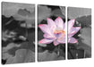 Rosa blühender Lotus Nahaufnahme B&W Detail Leinwanbild 3Teilig