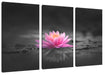 Leuchtende Lotusblüte auf grauer Pfütze B&W Detail Leinwanbild 3Teilig