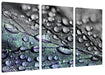 Nahaufnahme Wassertropfen auf Blatt B&W Detail Leinwanbild 3Teilig
