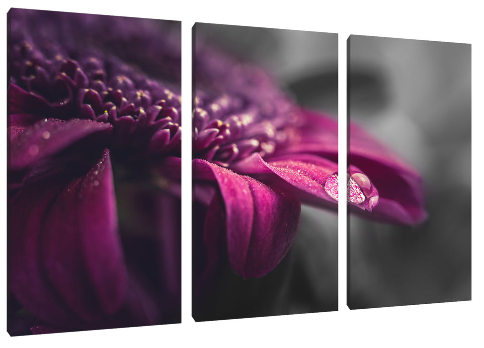 Nahaufnahme Tropfen auf lila Blume B&W Detail Leinwanbild 3Teilig