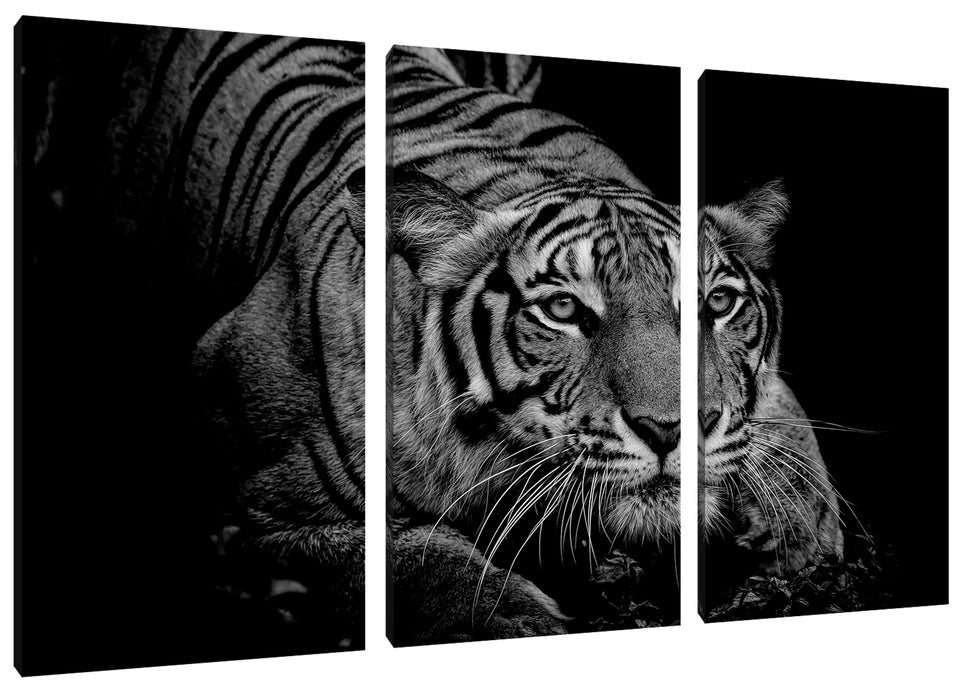 Mächtiger lauernder Tiger, Monochrome Leinwanbild 3Teilig