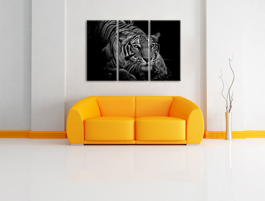 Mächtiger lauernder Tiger, Monochrome Leinwanbild Wohnzimmer 3Teilig