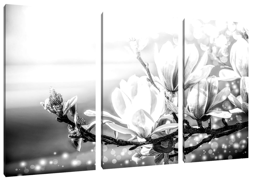 Wunderschöne Magnolien Nahaufnahme, Monochrome Leinwanbild 3Teilig