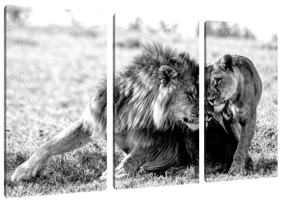 Schmusendes Löwenpaar in der Steppe, Monochrome Leinwanbild 3Teilig