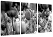 Bunte holländische Tulpen Nahaufnahme, Monochrome Leinwanbild 3Teilig