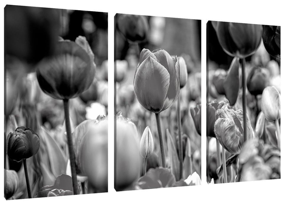 Bunte holländische Tulpen Nahaufnahme, Monochrome Leinwanbild 3Teilig