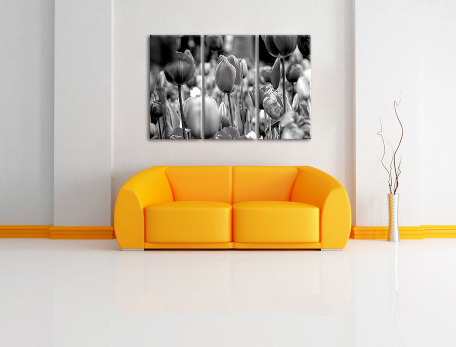 Bunte holländische Tulpen Nahaufnahme, Monochrome Leinwanbild Wohnzimmer 3Teilig