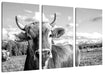 Neugierige Kuh auf Weide im Allgäu, Monochrome Leinwanbild 3Teilig
