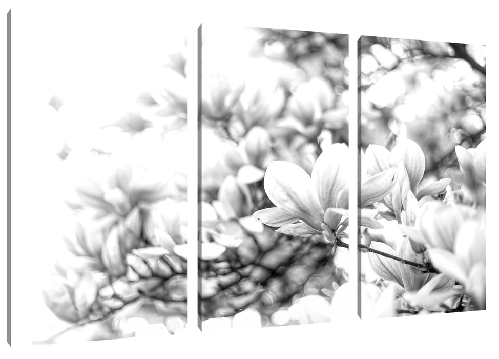 Nahaufnahme blühender Magnolienbaum, Monochrome Leinwanbild 3Teilig