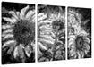 Sonnenblumen vor blauem Hintergrund, Monochrome Leinwanbild 3Teilig