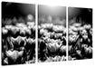 Nahaufnahme zweifarbige Tulpen, Monochrome Leinwanbild 3Teilig