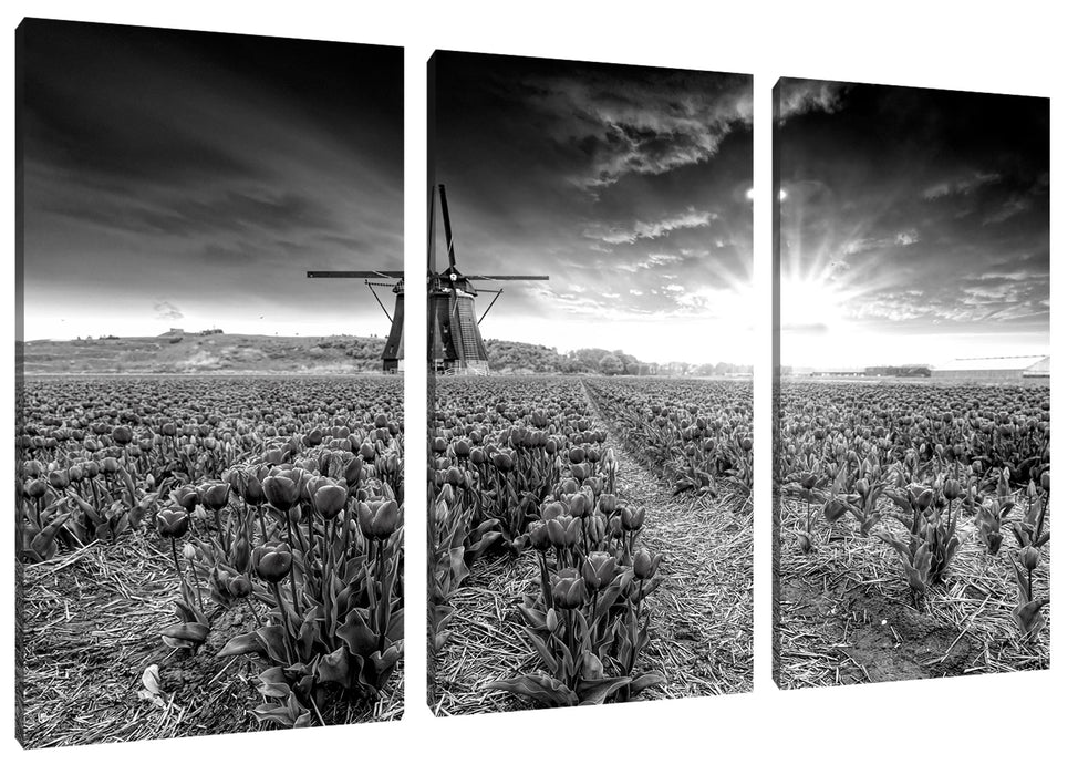 Tulpenfeld mit Mühle bei Sonnenuntergang, Monochrome Leinwanbild 3Teilig