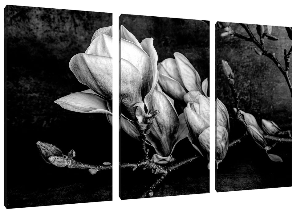 Aufblühende Magnolie isoliert, Monochrome Leinwanbild 3Teilig