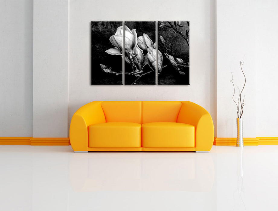 Aufblühende Magnolie isoliert, Monochrome Leinwanbild Wohnzimmer 3Teilig