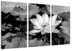 Rosa blühender Lotus Nahaufnahme, Monochrome Leinwanbild 3Teilig