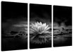 Leuchtende Lotusblüte auf grauer Pfütze, Monochrome Leinwanbild 3Teilig