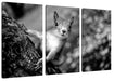 Nahaufnahme Eichhörnchen an Baumstamm, Monochrome Leinwanbild 3Teilig