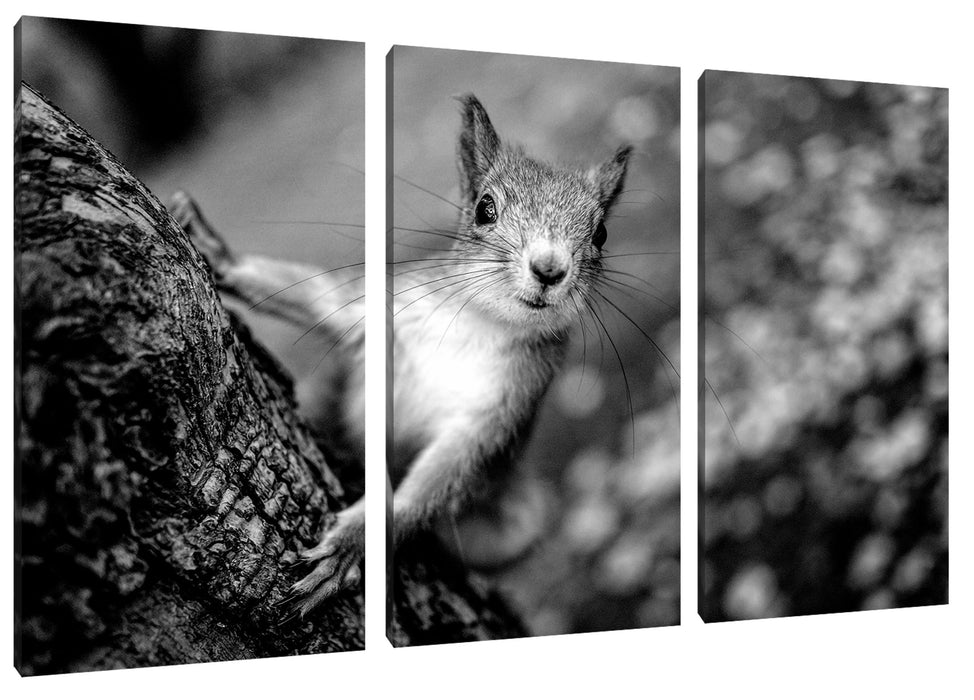 Nahaufnahme Eichhörnchen an Baumstamm, Monochrome Leinwanbild 3Teilig