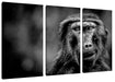 Skeptischer Affe schielt zur Seite, Monochrome Leinwanbild 3Teilig