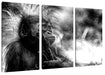 Orang-Utan Baby spielt mit Stock, Monochrome Leinwanbild 3Teilig