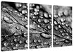 Nahaufnahme Wassertropfen auf Blatt, Monochrome Leinwanbild 3Teilig