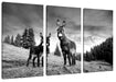 Esel auf Wiese in der Dämmerung, Monochrome Leinwanbild 3Teilig