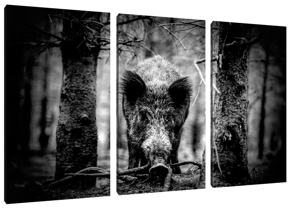 Nahaufnahme Wildschwein im Wald, Monochrome Leinwanbild 3Teilig