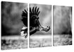 Nahaufnahme Adler bei der Jagd, Monochrome Leinwanbild 3Teilig