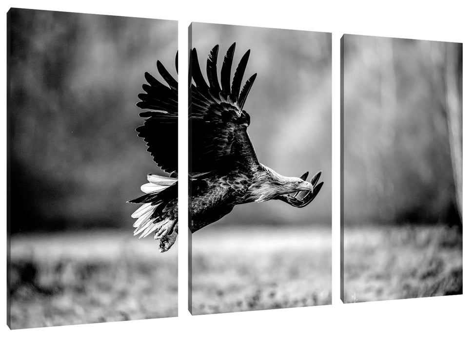 Nahaufnahme Adler bei der Jagd, Monochrome Leinwanbild 3Teilig