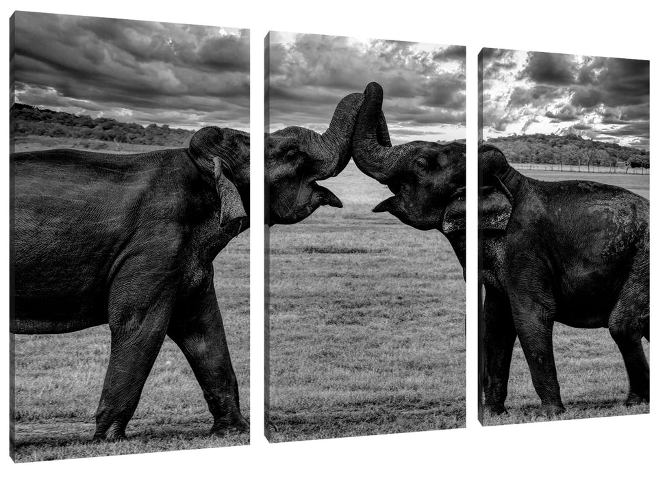 Elefanten Rüssel an Rüssel, Monochrome Leinwanbild 3Teilig