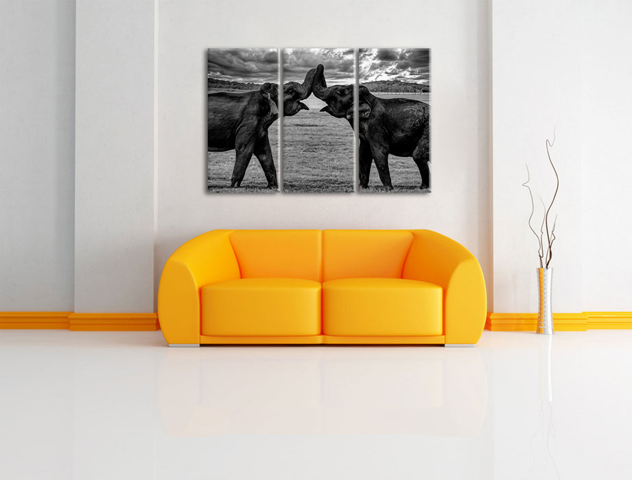 Elefanten Rüssel an Rüssel, Monochrome Leinwanbild Wohnzimmer 3Teilig