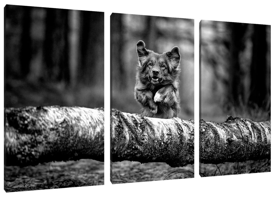 Hund springt über Baumstamm im Wald, Monochrome Leinwanbild 3Teilig