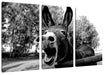 Brüllender Esel im Gehege Nahaufnahme, Monochrome Leinwanbild 3Teilig