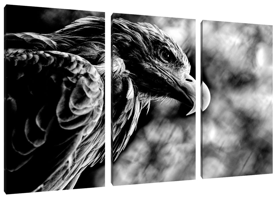 Mächtiger Adler Nahaufnahme, Monochrome Leinwanbild 3Teilig