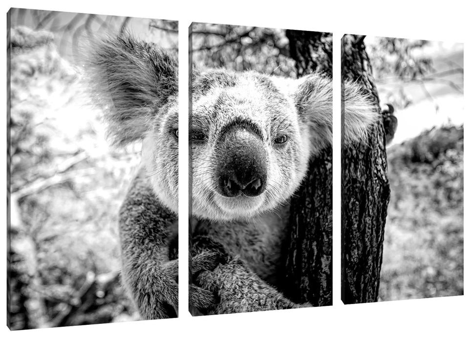 Neugieriger Koala am Baum Nahaufnahme, Monochrome Leinwanbild 3Teilig