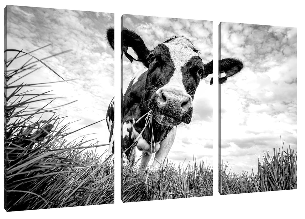 Nahaufnahme Grasende Kuh auf Weide, Monochrome Leinwanbild 3Teilig