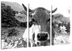 Nahaufnahme Kuh mit Margerite, Monochrome Leinwanbild 3Teilig
