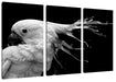 Papagei mit buntem Kamm, Monochrome Leinwanbild 3Teilig