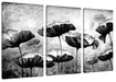 Mohnblumen gezeichnet, Monochrome Leinwanbild 3Teilig