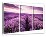 blühendes Lavendelfeld Leinwandbild 3Teilig