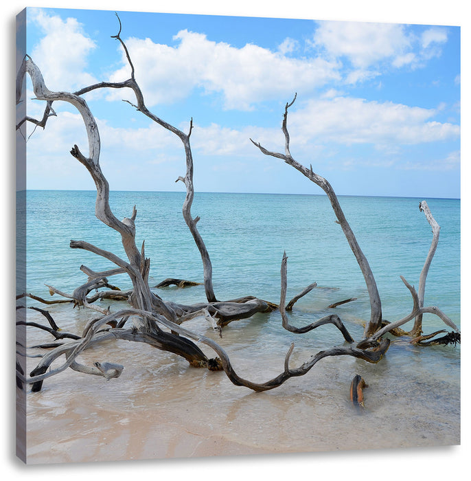 Strand mit Treibholz in Kuba Leinwandbild Quadratisch