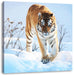 Stolzer Tiger im Schnee Leinwandbild Quadratisch