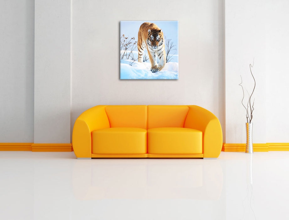 Stolzer Tiger im Schnee Leinwandbild Quadratisch über Sofa