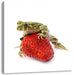 Kleiner Frosch sitzt auf Erdbeere Leinwandbild Quadratisch