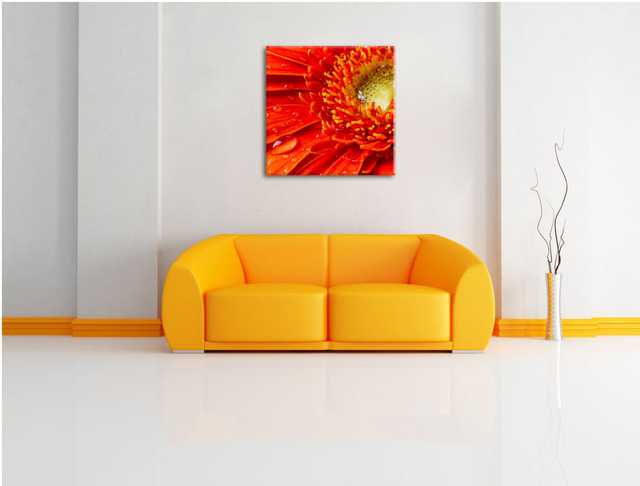 Wunderschöne Gerberablüte Leinwandbild Quadratisch über Sofa