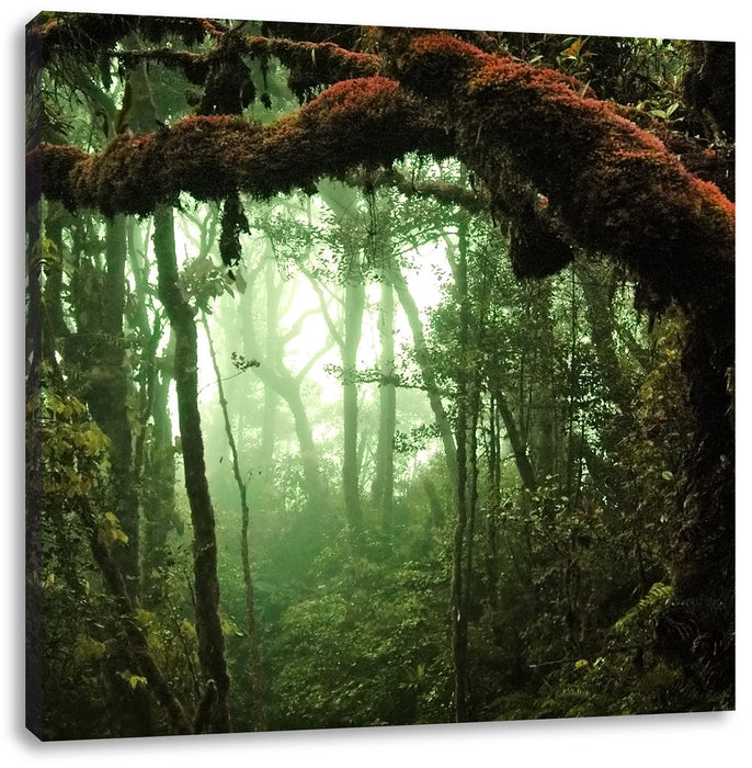 Geheimnisvoller Regenwald Leinwandbild Quadratisch