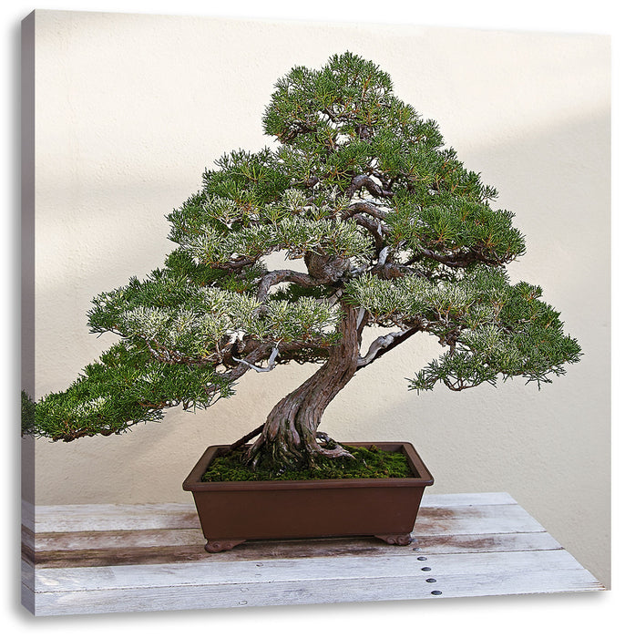 Bonsai Baum Leinwandbild Quadratisch