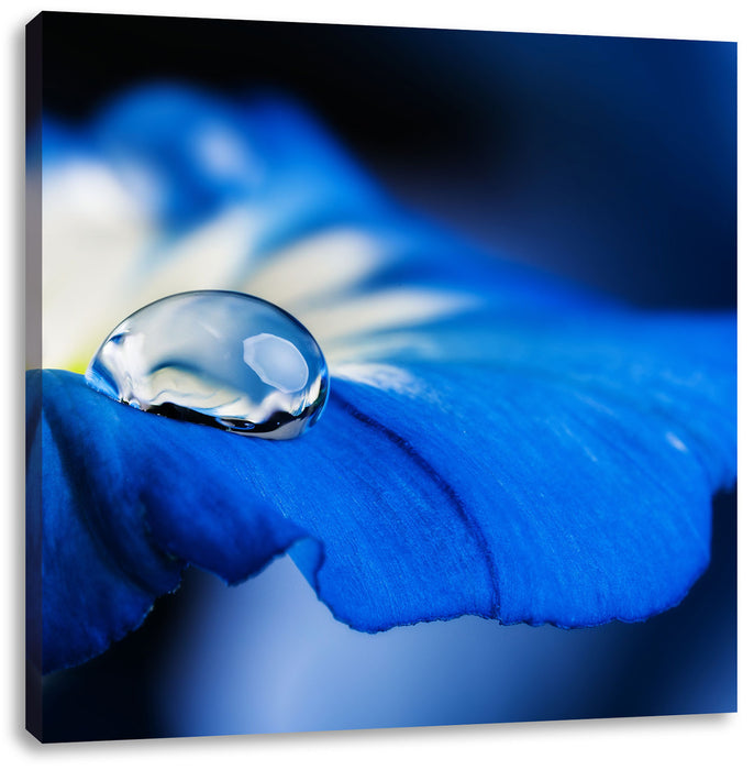 Wassertropfen auf blauer Blüte Leinwandbild Quadratisch
